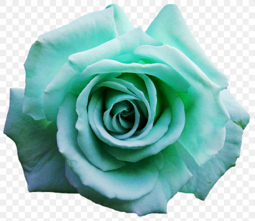 Garden Roses Blue Rose Cabbage Rose Cut Flowers, PNG, 960x831px, Garden Roses, Aqua, Blue, Blue Rose, Cabbage Rose Download Free
