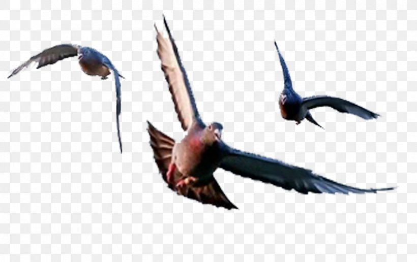 Beak Swallow Fauna Feather, PNG, 1276x804px, Beak, Bird, Fauna, Feather, Swallow Download Free