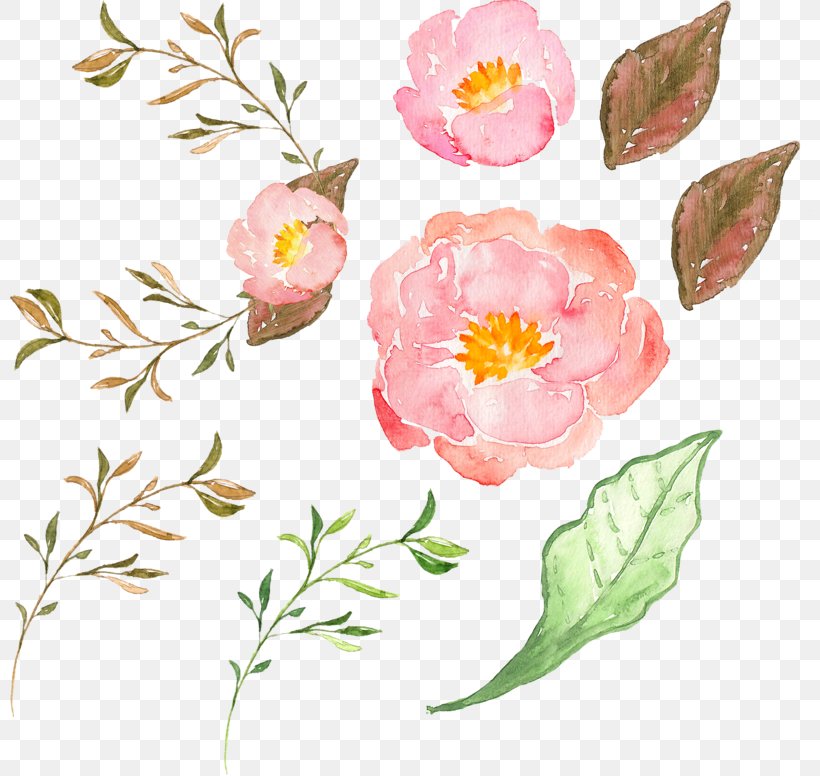 Border Flowers Peony, PNG, 800x776px, Border Flowers, Branch, Cut Flowers, Drawing, Flora Download Free