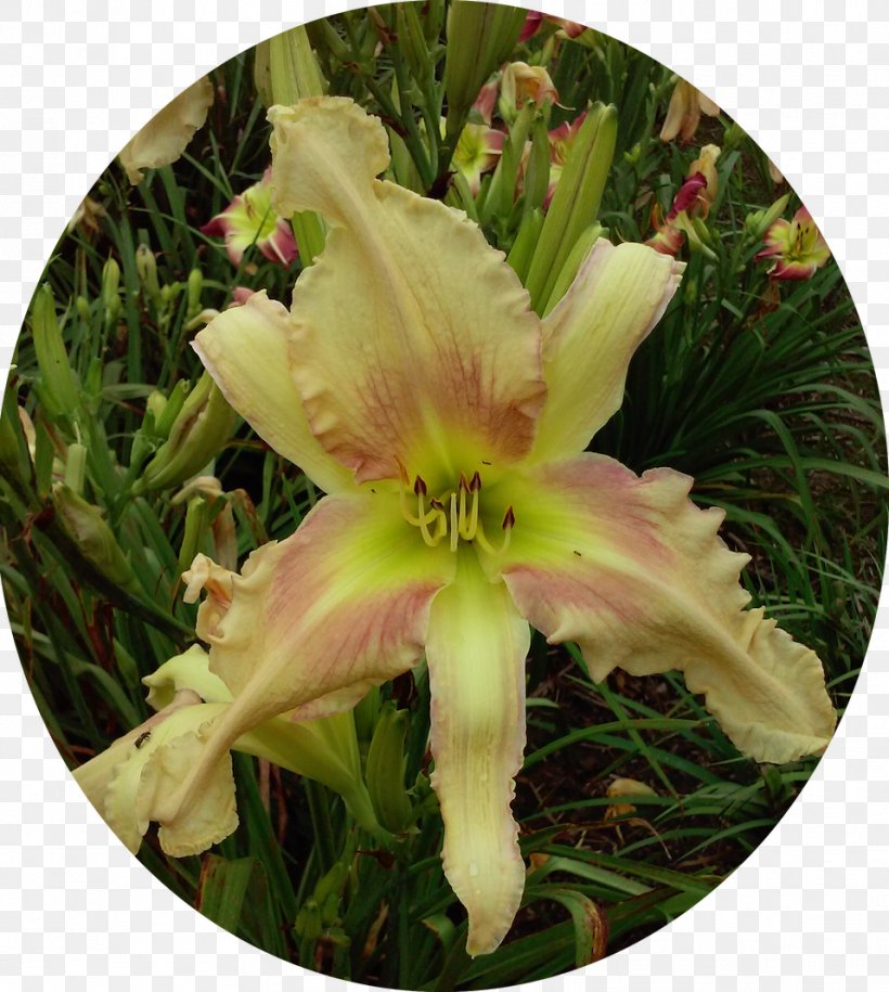 Daylily Flowering Plant, PNG, 958x1070px, Daylily, Flower, Flowering Plant, Plant Download Free