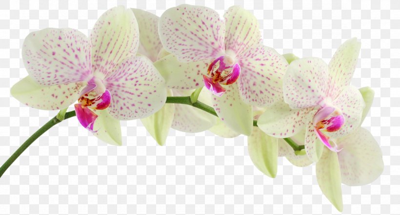 Orchids Desktop Wallpaper Flower Petal HVGA, PNG, 1180x637px, Orchids, Cattleya, Cattleya Orchids, Cut Flowers, Floral Design Download Free