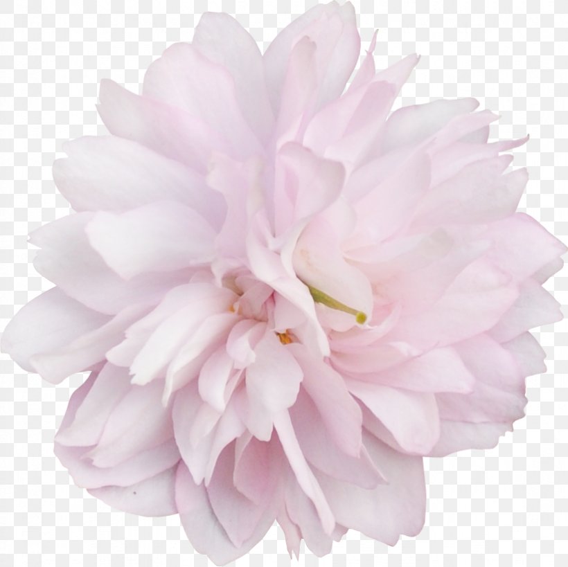 Peony Pink M Cut Flowers Petal RTV Pink, PNG, 822x821px, Peony, Cut Flowers, Flower, Flowering Plant, Petal Download Free