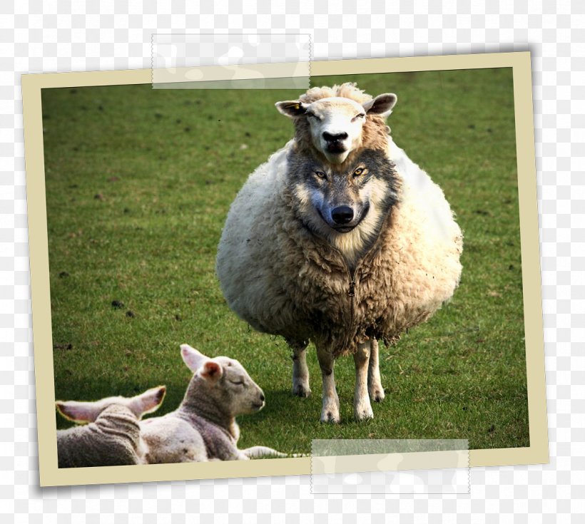 Wolf In Sheep's Clothing Gray Wolf Matthew 7:15 Demon Sheep, PNG, 1188x1066px, Sheep, Christianity, Clothing, Cow Goat Family, Dog Breed Download Free