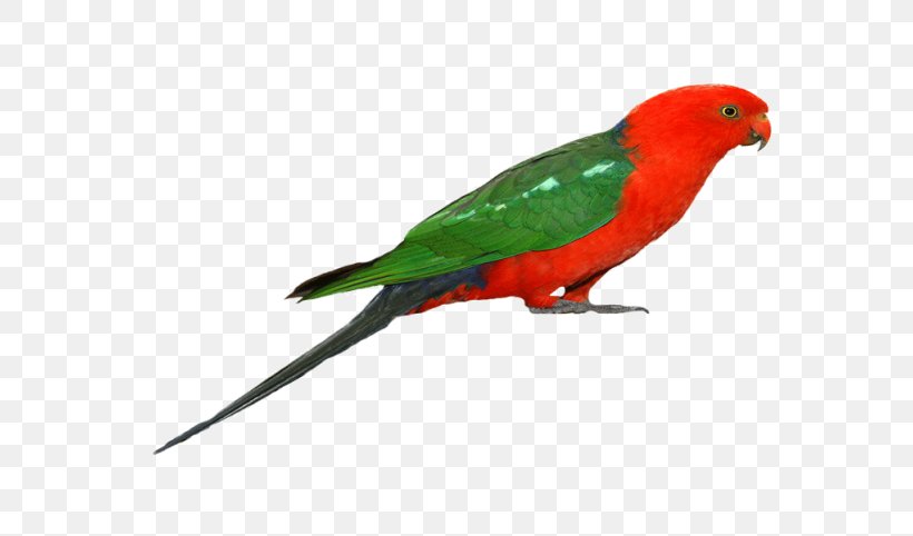 Budgerigar Parrot Lovebird Macaw, PNG, 768x482px, Budgerigar, Beak, Bird, Blueandyellow Macaw, Common Pet Parakeet Download Free