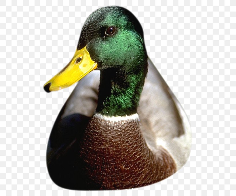 Duck Mallard Goose Poultry Flashcard, PNG, 551x680px, Duck, Animal, Beak, Bird, Chicken Coop Download Free