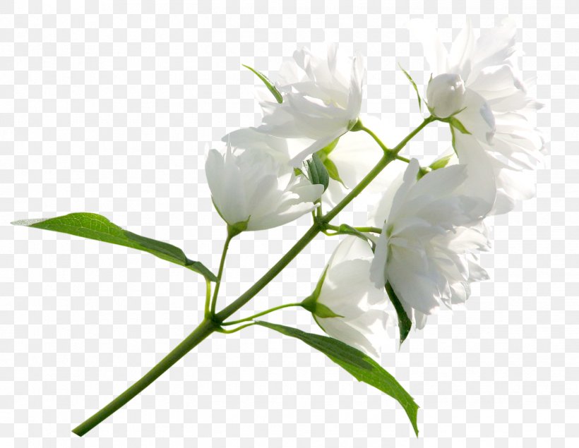 Flower White Clip Art, PNG, 1451x1125px, Flower, Blossom, Blume, Branch, Bud Download Free
