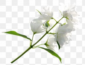 Blume Images Blume Transparent Png Free Download