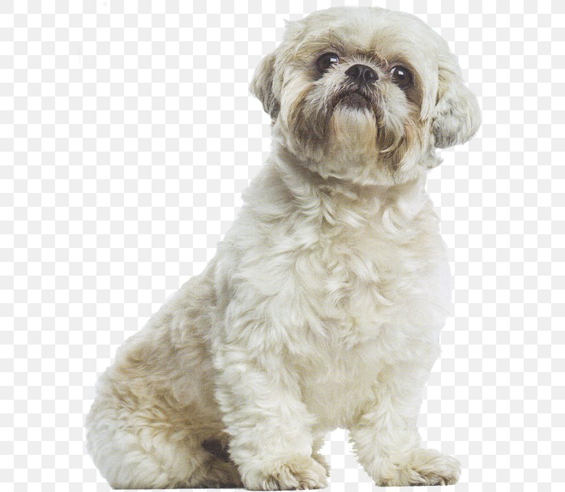 Schnoodle Shih Tzu Little Lion Dog Havanese Dog Bolonka, PNG, 600x714px, Schnoodle, Bolonka, Carnivoran, Companion Dog, Dog Download Free