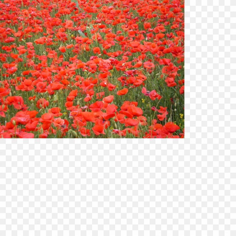 Common Poppy Poppy Field Wildflower Vivre, Vraiment, PNG, 1024x1024px, Poppy, Annual Plant, Common Poppy, Coquelicot, Flower Download Free