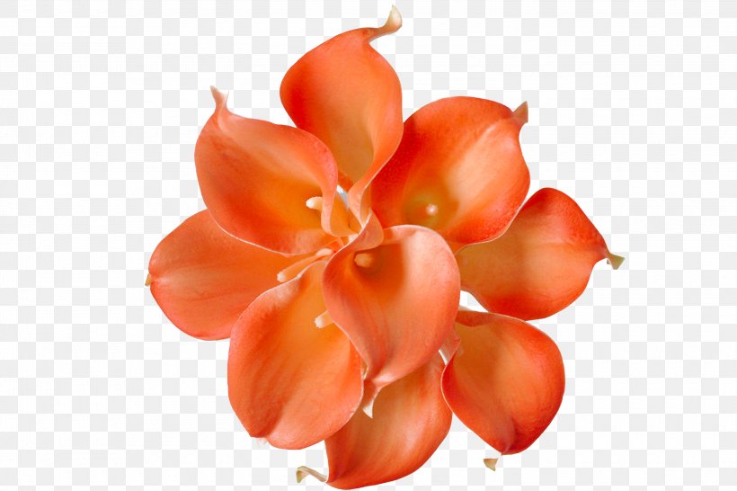Flower Petal Close-up Peach, PNG, 3000x2000px, Flower, Closeup, Orange, Peach, Petal Download Free