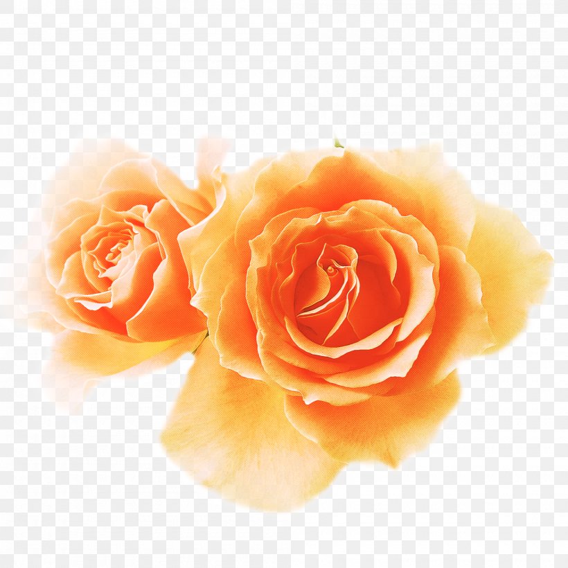 Garden Roses, PNG, 2000x2000px, Garden Roses, Floribunda, Flower, Hybrid Tea Rose, Orange Download Free