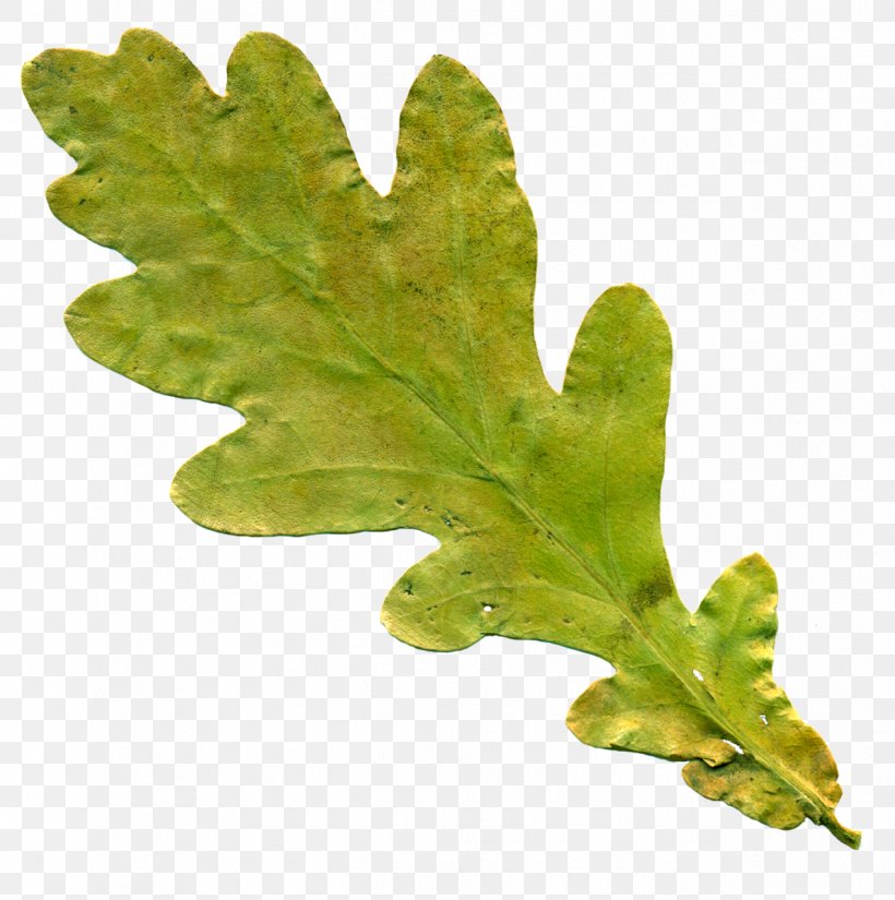 Leaf English Oak Clip Art, PNG, 1272x1280px, Leaf, Acorn, English Oak, Oak, Oak Leaf Cluster Download Free