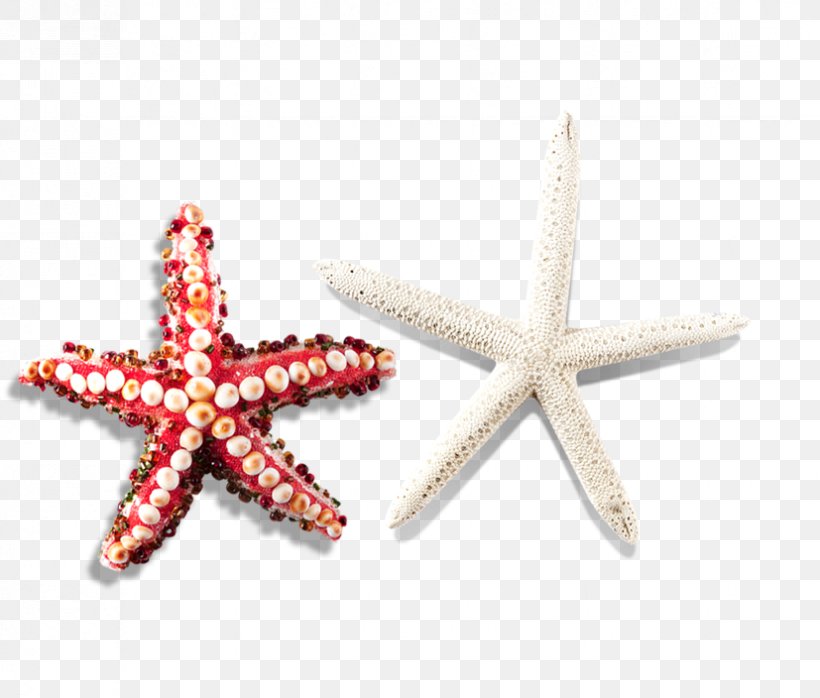 Starfish Icon, PNG, 827x704px, Starfish, Body Jewelry, Fivepointed Star, Google Images, Invertebrate Download Free