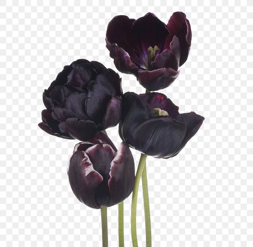 The Black Tulip Flower, PNG, 800x800px, Black Tulip, Artificial Flower
