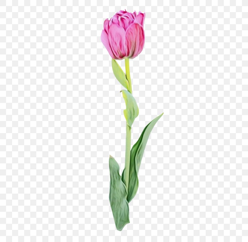 Flower Flowering Plant Tulip Cut Flowers Plant, PNG, 396x800px, Watercolor, Cut Flowers, Flower, Flowering Plant, Paint Download Free