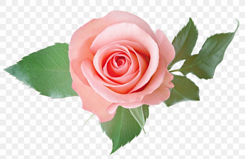 Clip Art Image Rose Desktop Wallpaper, PNG, 3543x2300px, Rose, Cut Flowers, Floribunda, Floristry, Flower Download Free