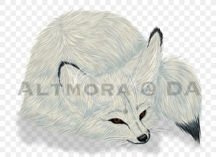 Red Fox Whiskers Fur Snout, PNG, 750x598px, Red Fox, Carnivoran, Dog Like Mammal, Drawing, Fox Download Free