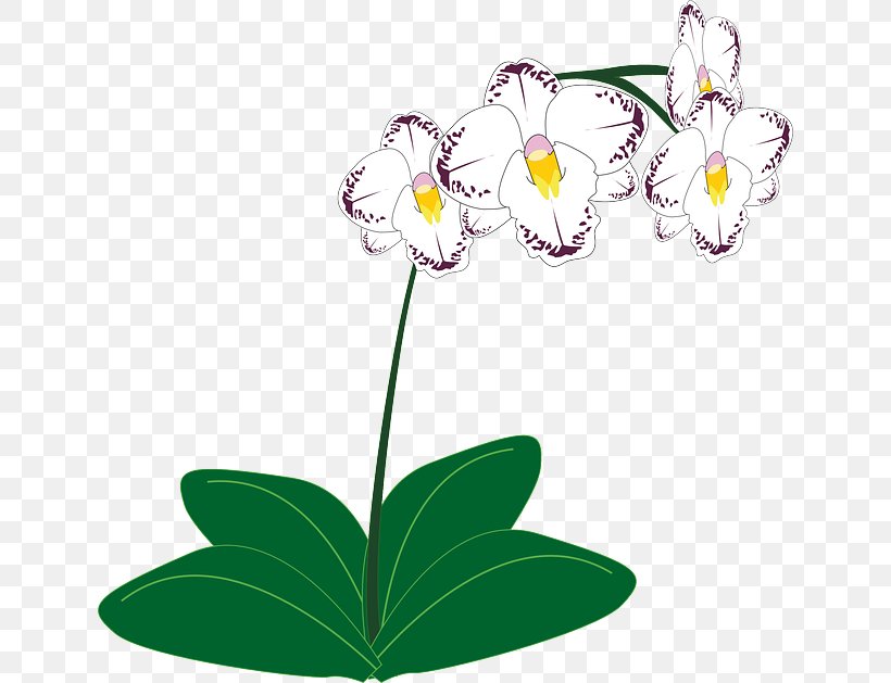 Clip Art Vector Graphics Free Content Openclipart, PNG, 640x629px, Bamboo Orchid, Botany, Cattleya, Cattleya Mossiae, Cattleya Orchids Download Free