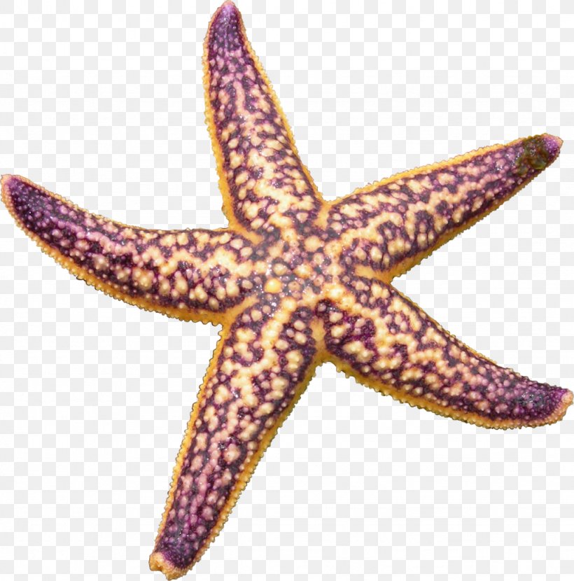 Starfish Clip Art, PNG, 1024x1037px, Starfish, Echinoderm, Invertebrate, Marine Invertebrates, Organism Download Free
