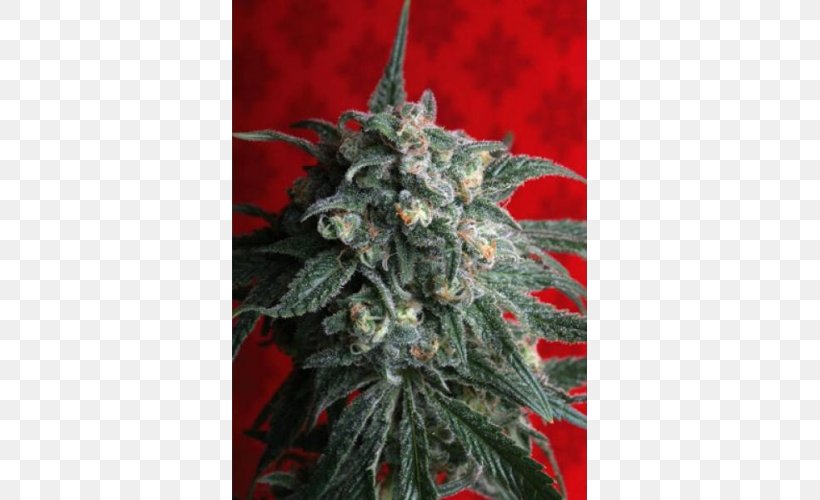 T.h. Seeds Train Seed Bank Cannabis Sativa, PNG, 500x500px, Th Seeds, Autoflowering Cannabis, Cannabis, Cannabis Sativa, Genetics Download Free