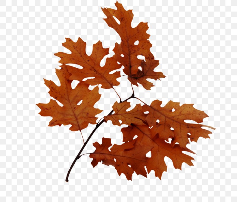 Autumn Leaf Color Image, PNG, 676x699px, Autumn Leaf Color, Autumn, Branch, Information, Leaf Download Free