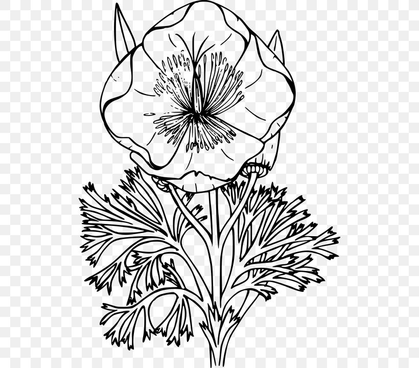 California Poppy Drawing Clip Art, PNG, 512x720px, Poppy, Art, Blackandwhite, Botanical Illustration, Botany Download Free