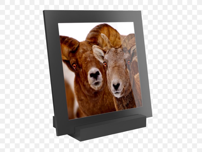 Cattle Snout Picture Frames Fur Image, PNG, 1280x960px, Cattle, Fur, Picture Frame, Picture Frames, Snout Download Free
