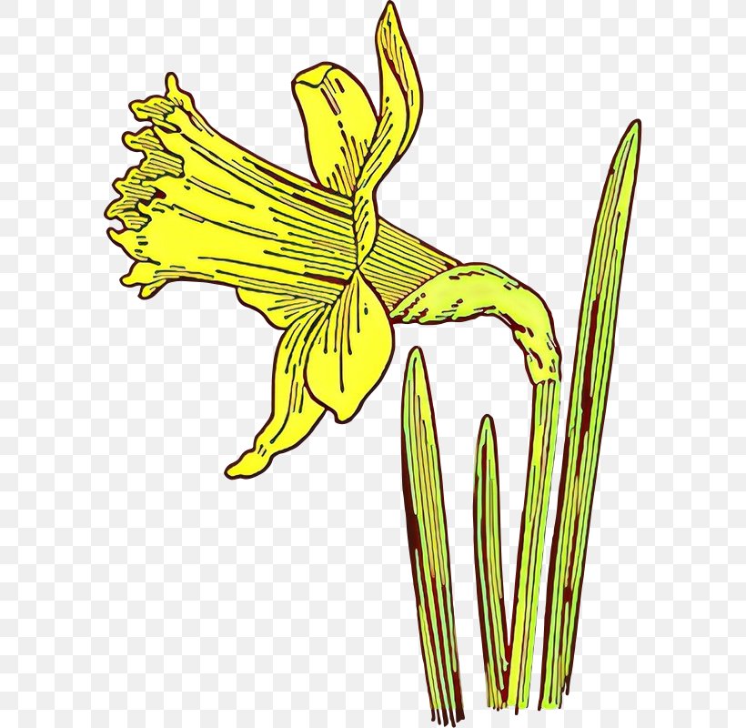 Drawing Of Family, PNG, 592x800px, Cartoon, Amaryllis Family, Botany, Daffodil, Daylily Download Free