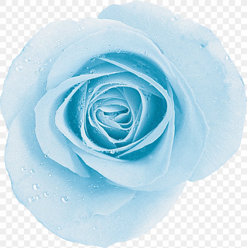 Garden Roses Blue Rose Centifolia Roses Aqua, PNG, 885x891px, Garden Roses, Aqua, Blue, Blue Rose, Centifolia Roses Download Free