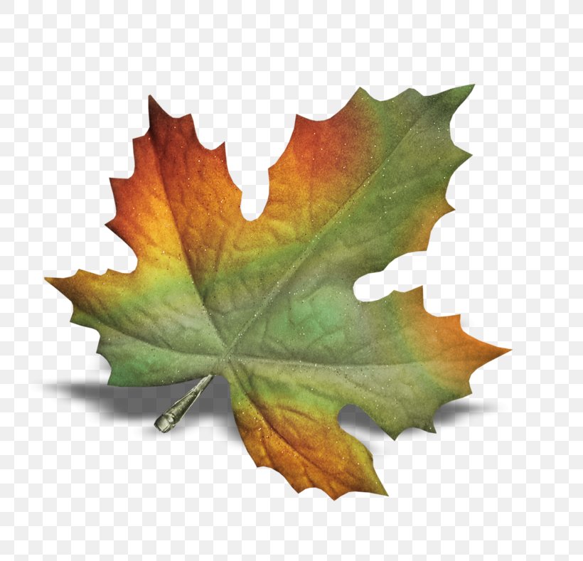 POINT CEDRIC INFORMATIQUE Autumn Leaves Leaf, PNG, 800x789px, Autumn Leaves, Autumn, Blog, Leaf, Maple Leaf Download Free