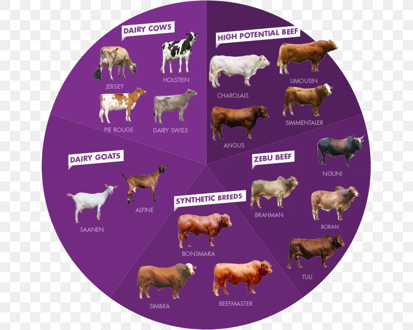 Bonsmara Dairy Calf Chianina Beefmaster, PNG, 656x655px, Dairy, Artificial Insemination, Beefmaster, Breed, Calf Download Free