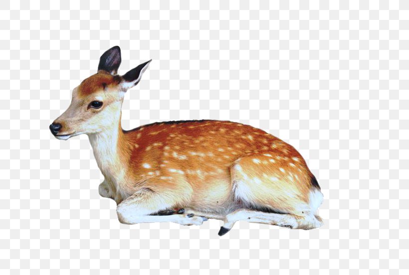 Formosan Sika Deer Dog Musk Deer, PNG, 736x552px, Deer, Antelope, Chital, Fallow Deer, Fauna Download Free