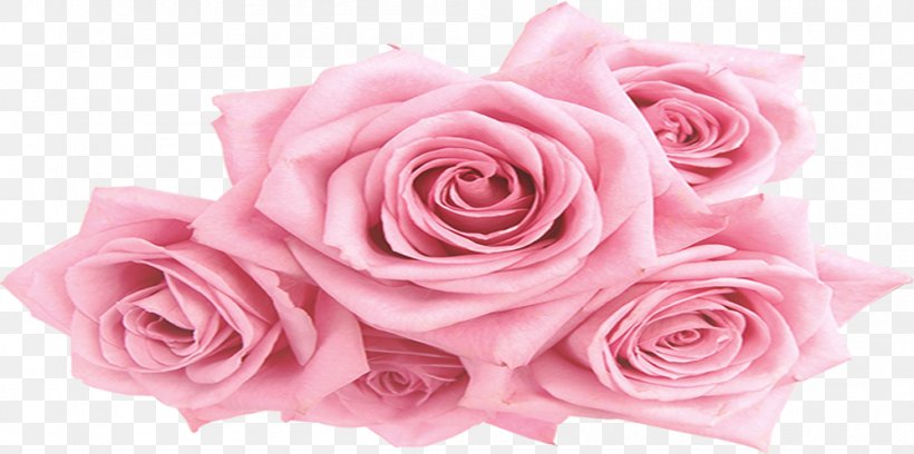 Garden Roses Centifolia Roses Pink Floral Design, PNG, 997x497px, Garden Roses, Artificial Flower, Centifolia Roses, Cut Flowers, Designer Download Free