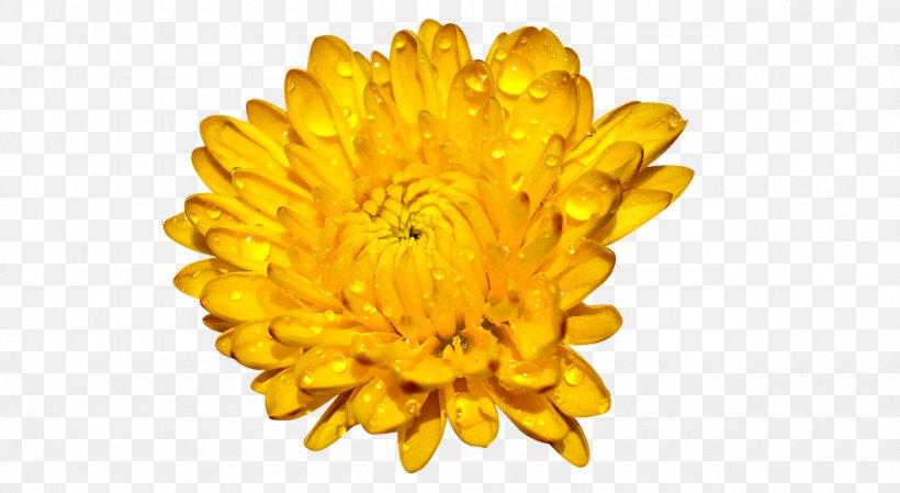 Clip Art Image Desktop Wallpaper Chrysanthemum, PNG, 1280x701px, Chrysanthemum, Christmas Day, Chrysanths, Cifra Club, Cut Flowers Download Free