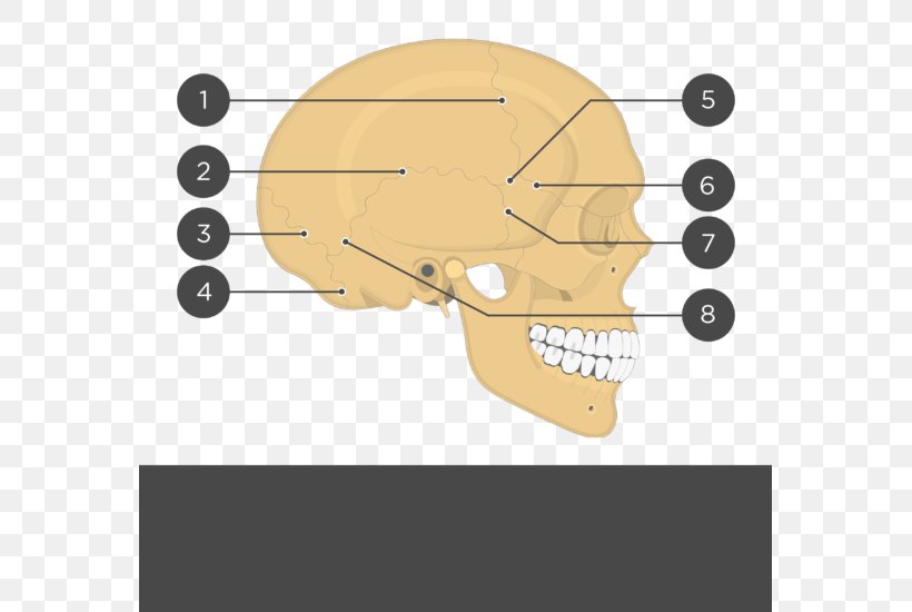 Skull Parietal Bone Lebeční šev Anatomy Coronal Suture, PNG, 569x550px, Watercolor, Cartoon, Flower, Frame, Heart Download Free