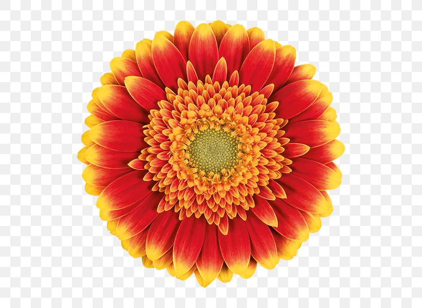 Transvaal Daisy Chrysanthemum Cut Flowers Floristry Daisy Family, PNG, 600x600px, Transvaal Daisy, Annual Plant, Bonsai, Chrysanthemum, Chrysanths Download Free