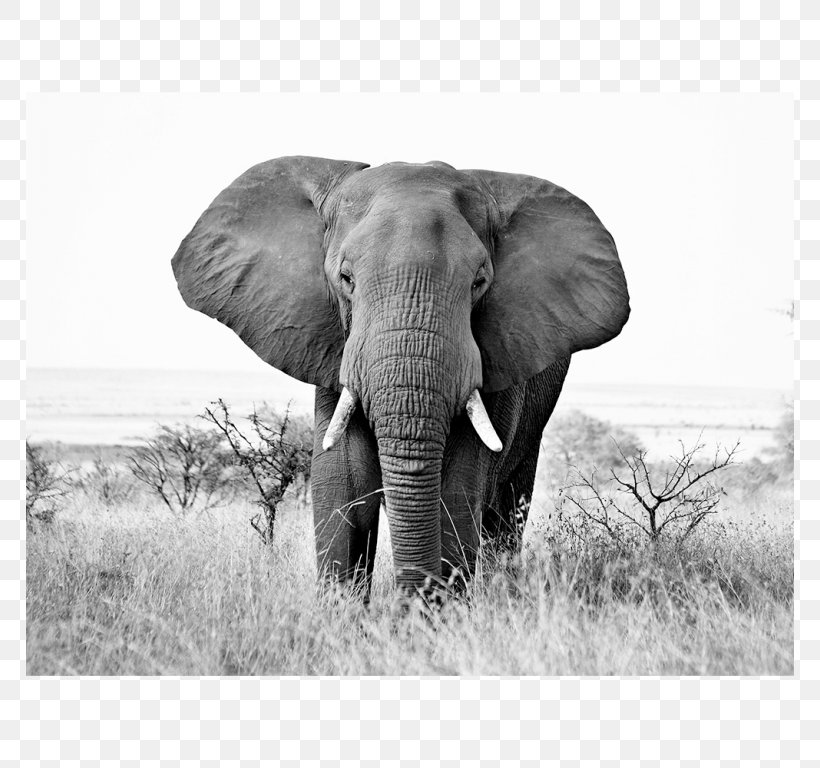African Elephant Black And White Indian Elephant, PNG, 768x768px, African Elephant, Art, Black And White, Canvas Print, Elephant Download Free