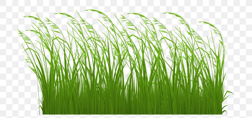 Grasses Ornamental Grass Lawn Clip Art, PNG, 768x385px, Grasses, Chrysopogon Zizanioides, Commodity, Document, Festuca Glauca Download Free
