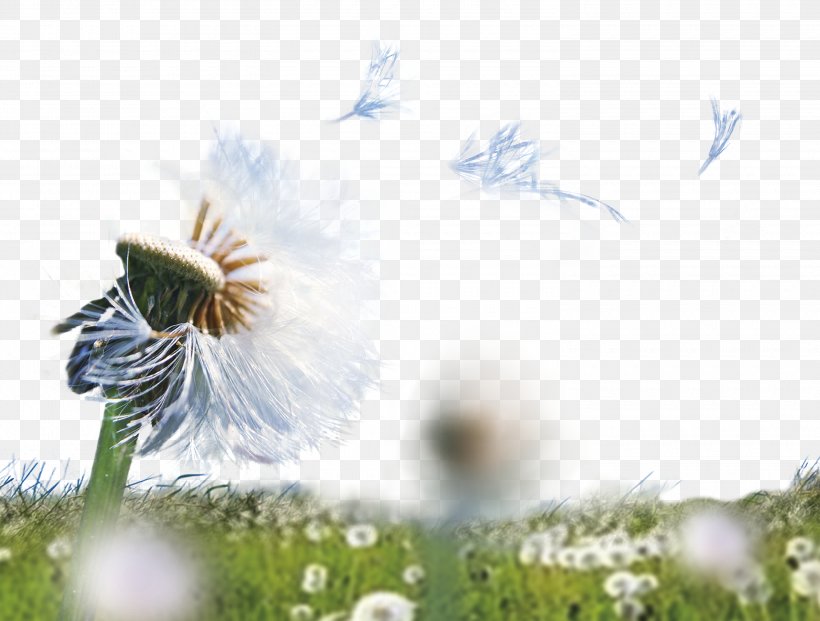 Dandelion Graphic Design Template, PNG, 3000x2274px, Dandelion, Bee, Designer, Energy, Flora Download Free