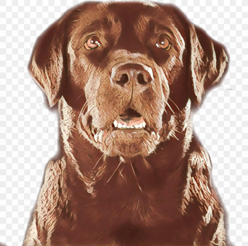 Dog Labrador Retriever Sporting Group Retriever Hunting Dog, PNG, 844x838px, Dog, Hunting Dog, Labrador Retriever, Retriever, Sporting Group Download Free