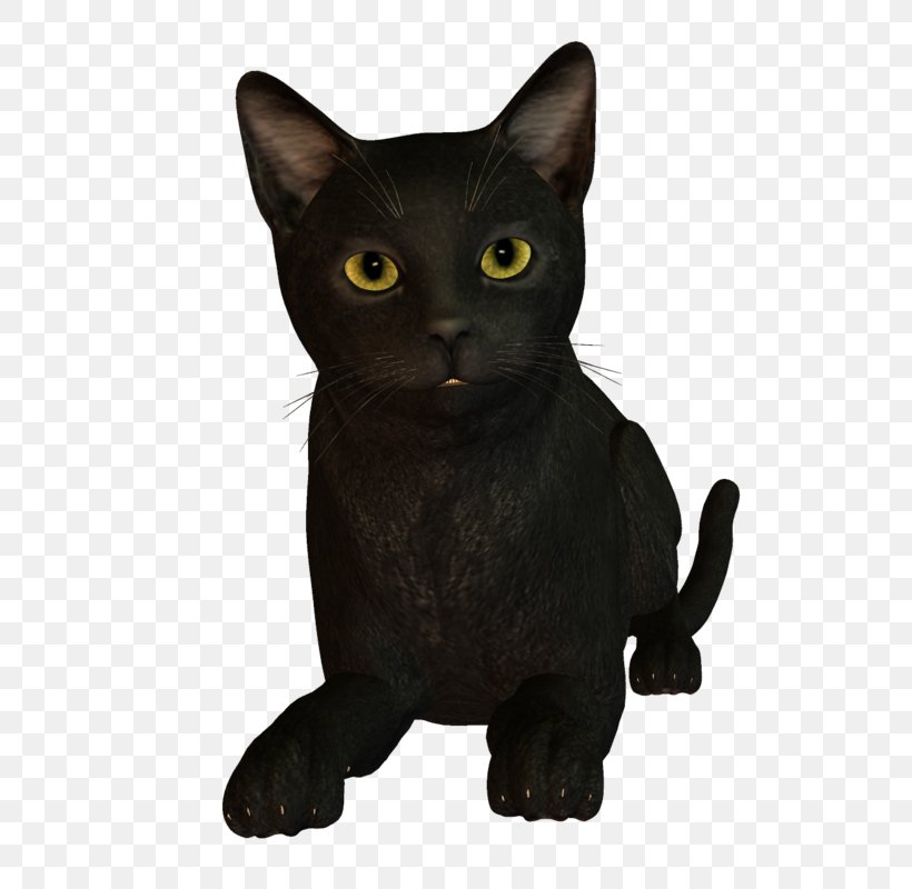 Korat Bombay Cat Burmese Cat Kitten Black Cat Png 579x800px