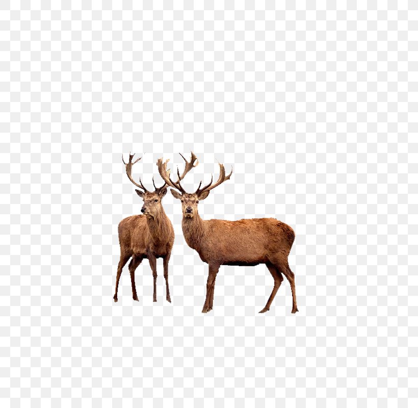 Reindeer Red Deer Elk Moose, PNG, 800x800px, Reindeer, Animal, Antler, Cattle Like Mammal, Chital Download Free