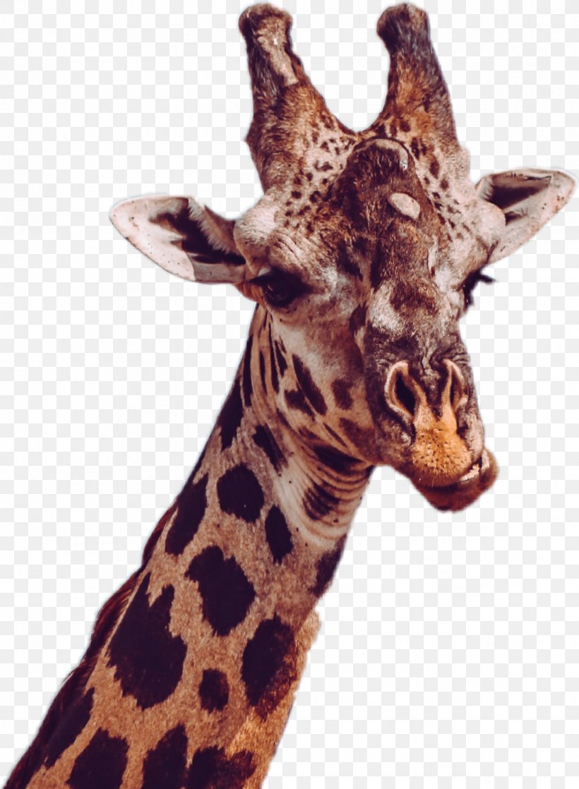 Baby Giraffes South Luangwa National Park Luangwa River African Wild Dog Northern Giraffe, PNG, 1265x1725px, Baby Giraffes, African Wild Dog, Animal, Face, Fauna Download Free