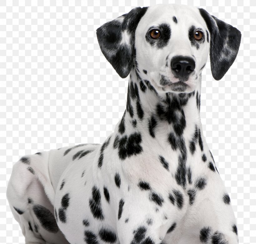 Dalmatian Dog Bulldog English Foxhound Labrador Retriever Flat-Coated Retriever, PNG, 1192x1140px, 101 Dalmatians, Dalmatian Dog, Affenpinscher, Animal, Bark Download Free