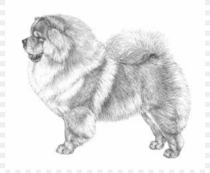 Chow Chow Akita Puppy Basenji Dog Breed, PNG, 1416x1174px, Chow Chow, Akita, Ancient Dog Breeds, Animal Husbandry, Basenji Download Free