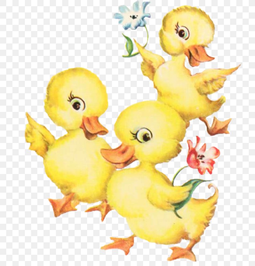 Duck Goose Cygnini Beak Water Bird, PNG, 800x856px, Duck, Anatidae, Beak, Bird, Chicken Download Free