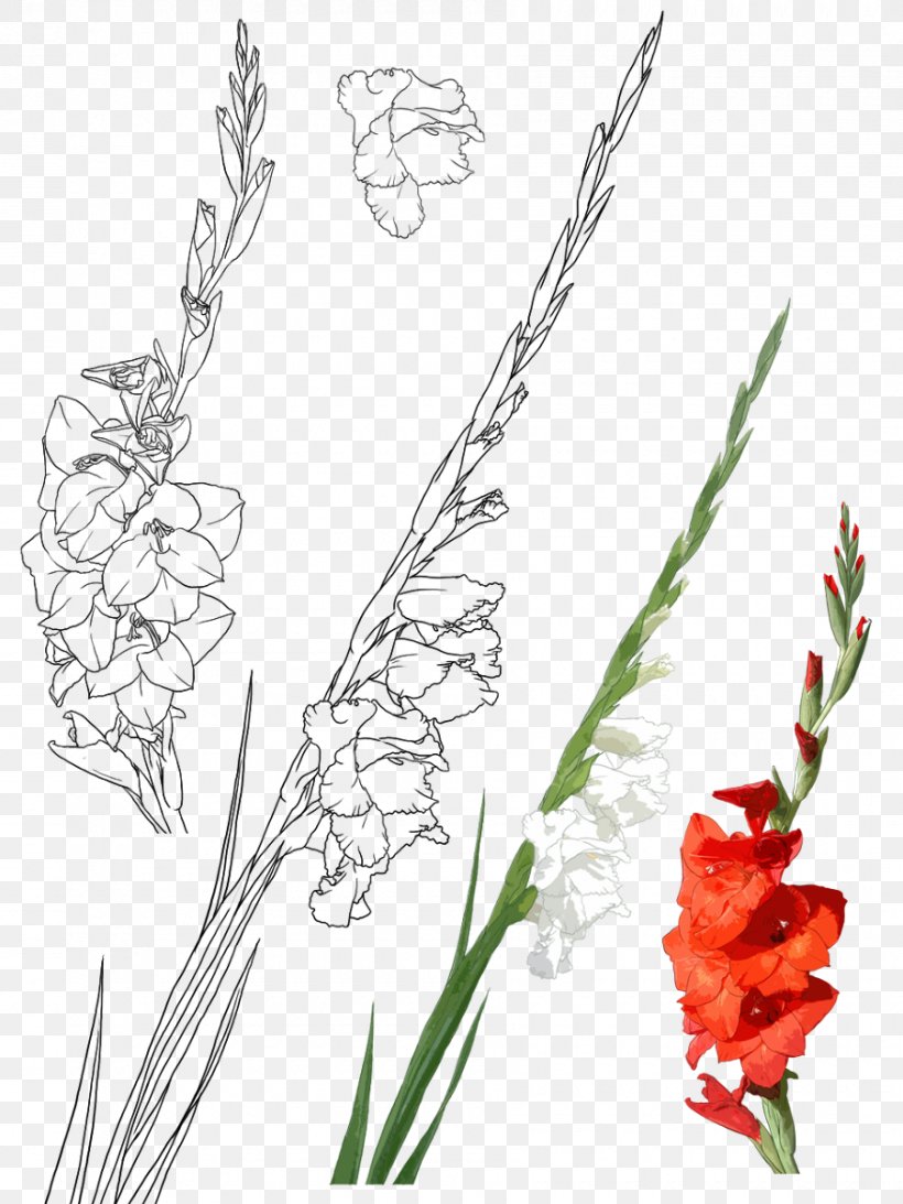 Gladiolus Xd7gandavensis Gongbi Drawing Illustration, PNG, 900x1200px, Gladiolus Xd7gandavensis, Art, Branch, Cut Flowers, Drawing Download Free