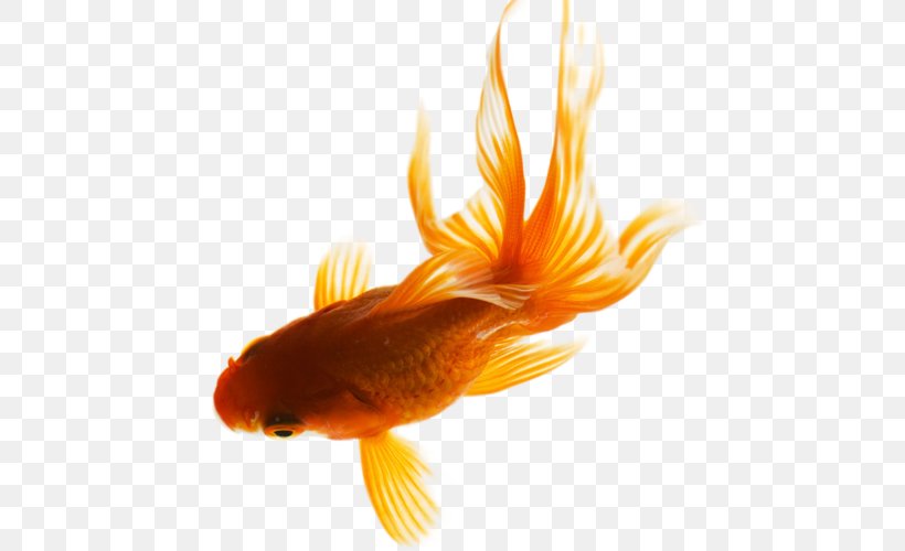 Goldfish Download, PNG, 500x500px, Goldfish, Bony Fish, Close Up, Dots Per Inch, Feeder Fish Download Free