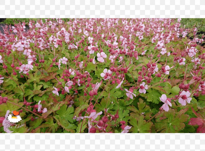 Groundcover Lawn Flowering Plant Annual Plant Shrub, PNG, 1000x740px, Groundcover, Annual Plant, Flora, Flower, Flowering Plant Download Free