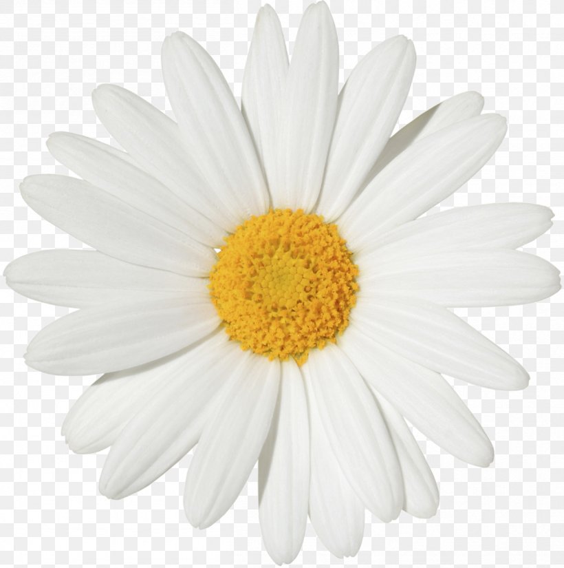 Common Daisy Stock Photography Transvaal Daisy Flower Clip Art, PNG, 1256x1264px, Common Daisy, Aster, Birth Flower, Chamaemelum Nobile, Chrysanths Download Free